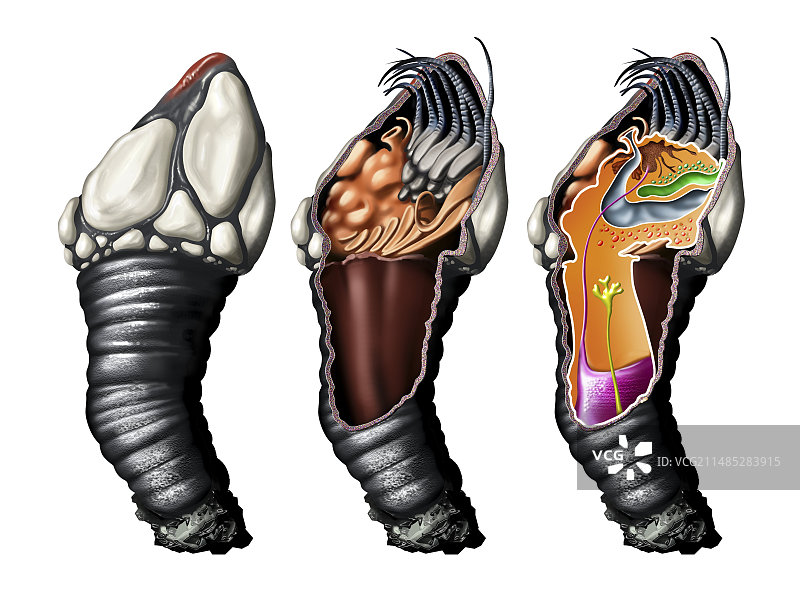 鹅藤壶解剖图图片素材