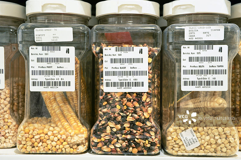 本地玉米品种图片素材