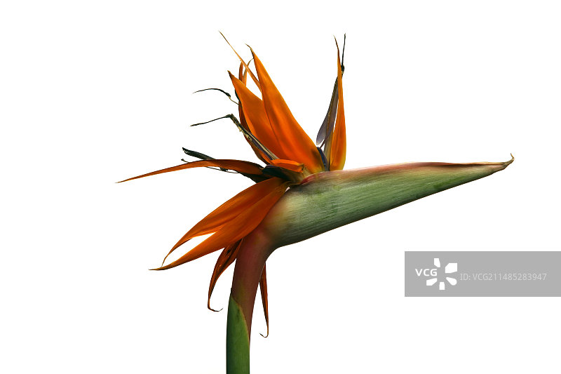 天堂鸟花图片素材