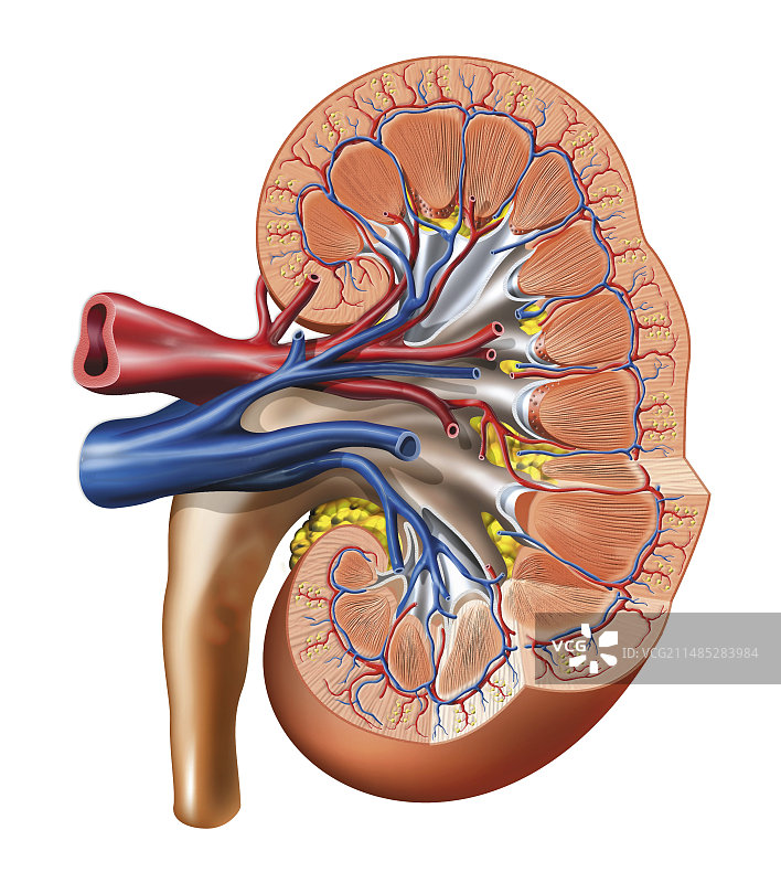 肾脏解剖图，艺术作品图片素材