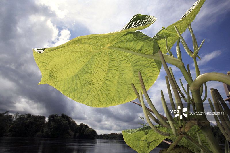 亚马逊的阿宁伽芋叶图片素材