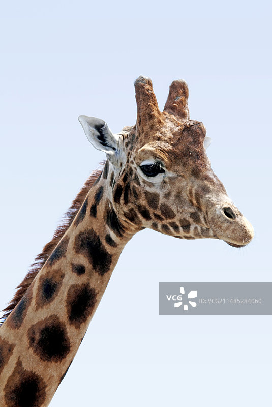 罗斯柴尔德长颈鹿图片素材