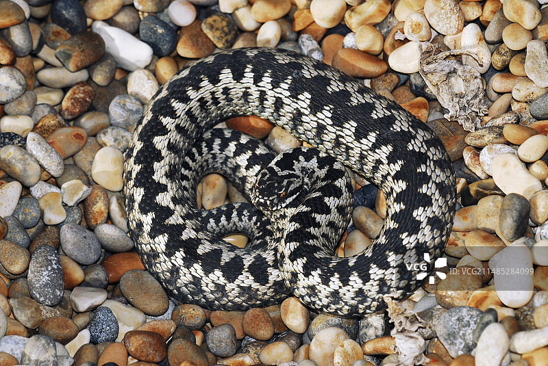 普通欧洲蝰蛇图片素材