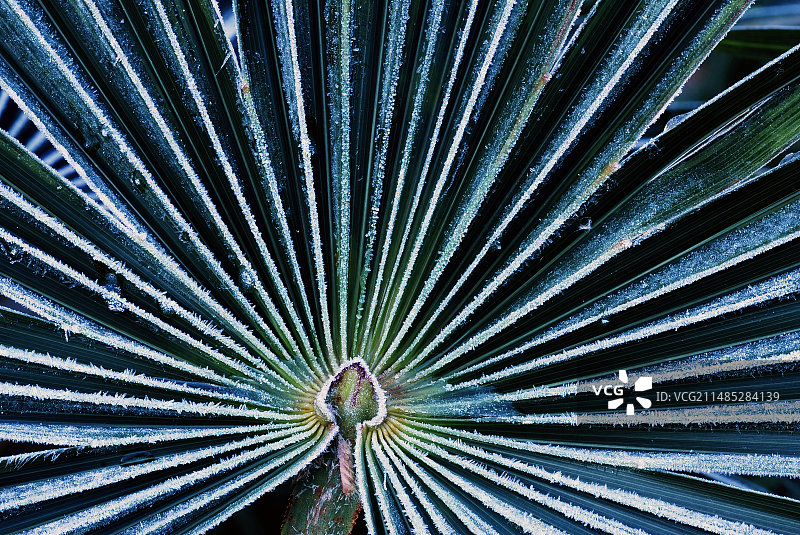 扇叶棕榈叶图片素材