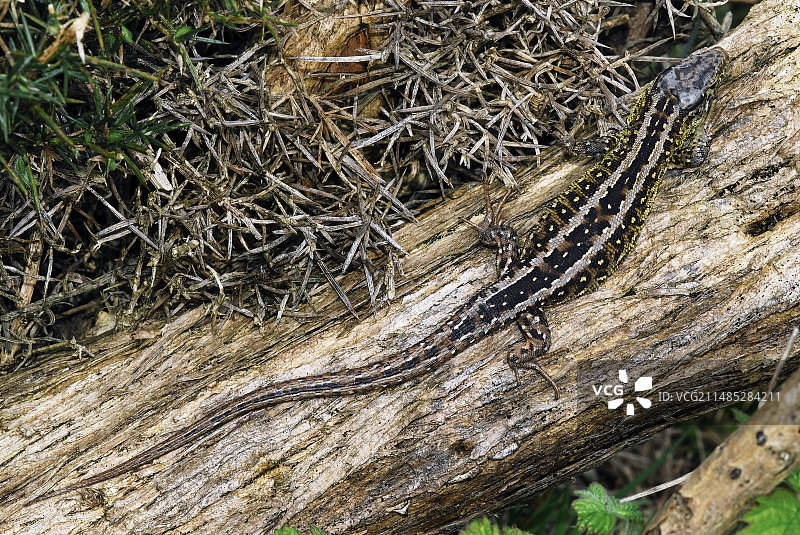 雄性沙蜥图片素材