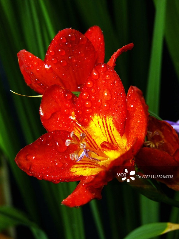 小苍兰花朵图片素材