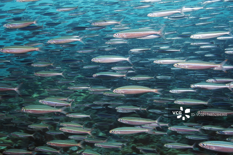 蓝纹姬鲷图片素材