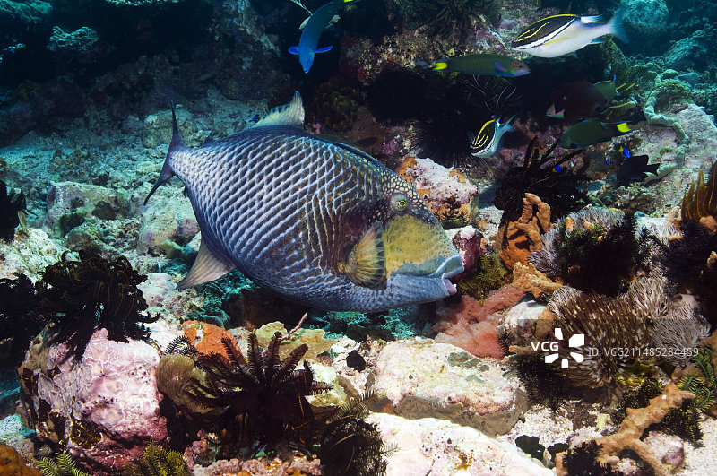 泰坦炮弹鱼图片素材