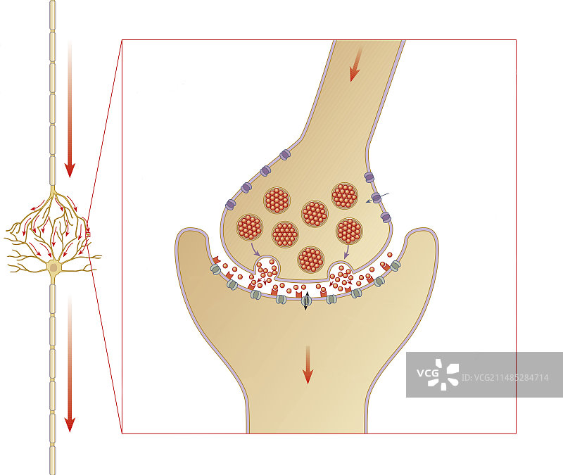 突触、艺术品图片素材