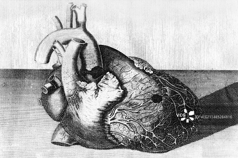 乔治二世国王的心脏雕刻图片素材