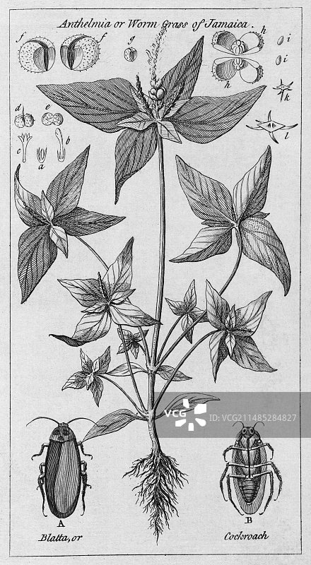 牙买加植物和蟑螂雕刻图片素材