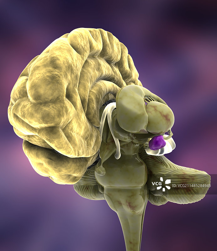 大脑解剖3D艺术作品图片素材