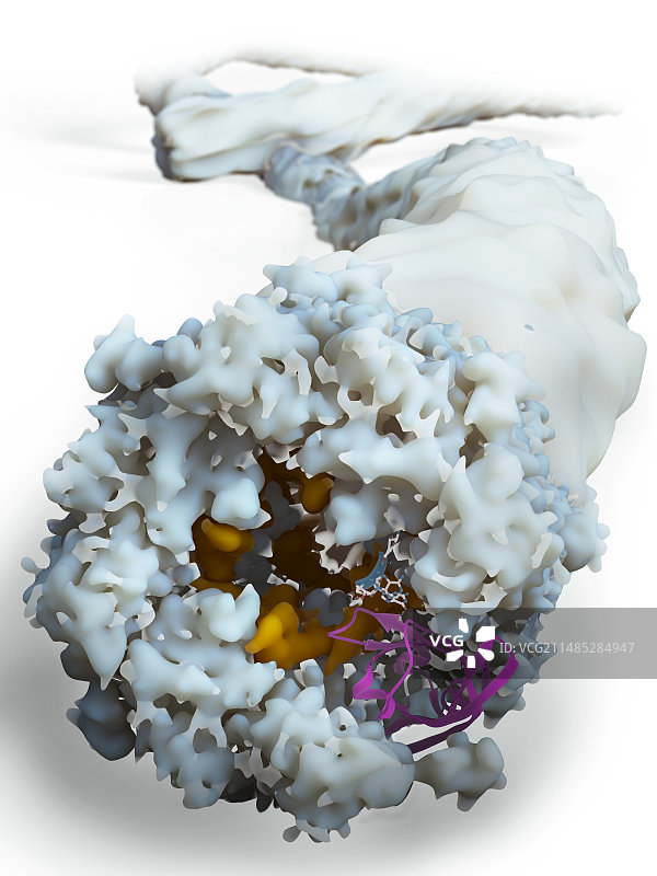 埃博拉病毒分子模型图片素材