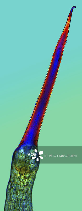 荨麻刺毛，光学显微照片图片素材