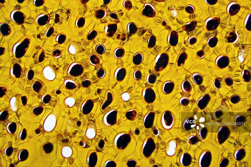 番木鳖种子组织，光学显微照片图片素材