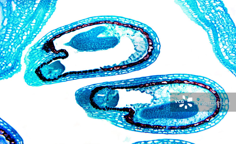 芥末胚珠显微照片图片素材