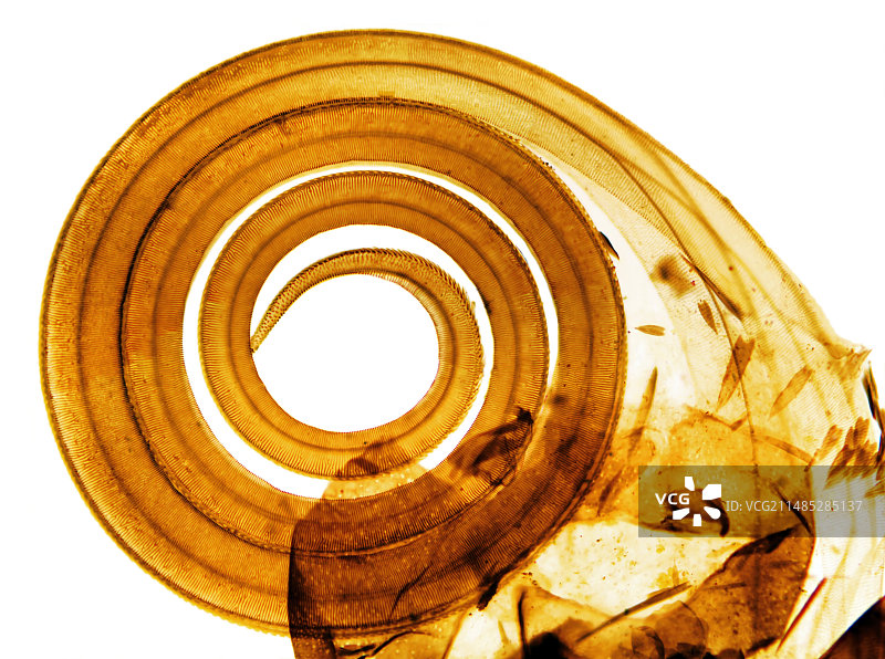 蝴蝶喙的显微照片图片素材