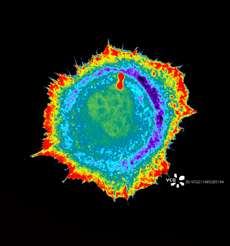 蛋白质激活图片素材