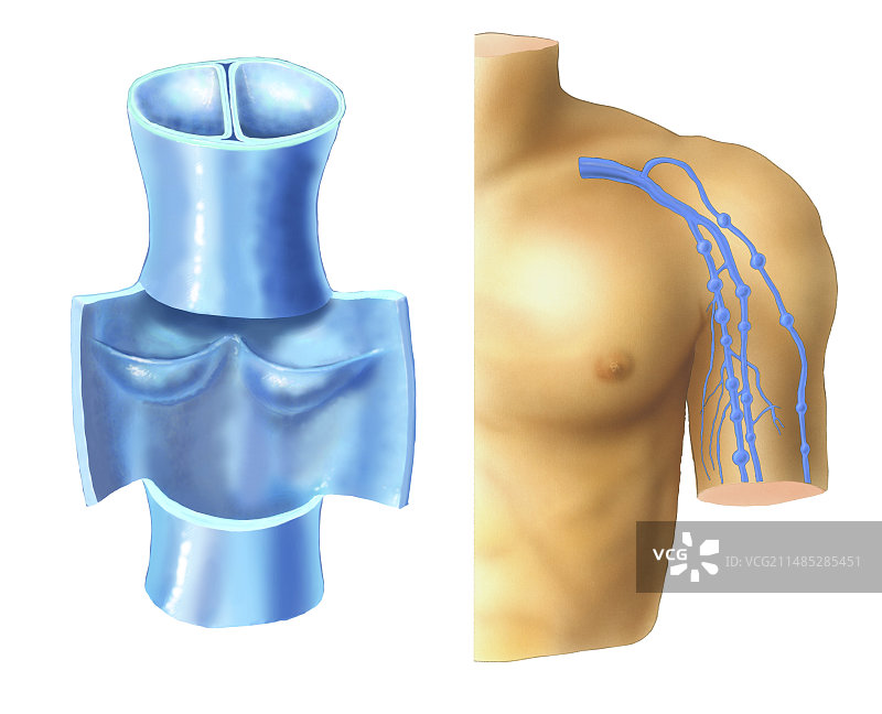 静脉瓣艺术图图片素材