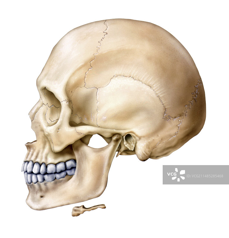 人类头骨，艺术品图片素材