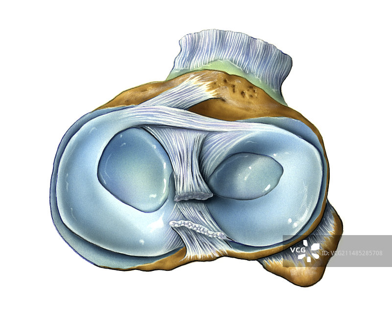 膝盖解剖结构图片素材