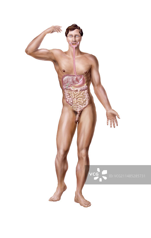 消化系统，艺术作品图片素材