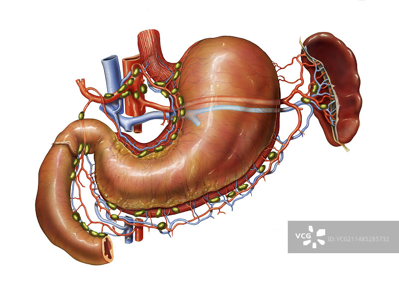 人体胃部艺术作品图片素材