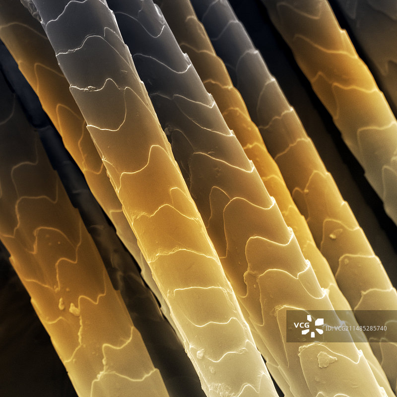 阿穆尔豹毛发扫描电镜图图片素材