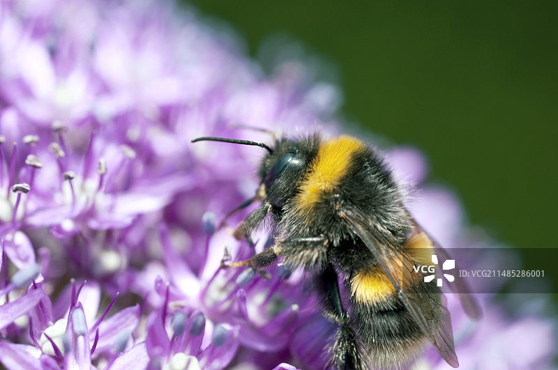 大使风球花与大黄蜂图片素材