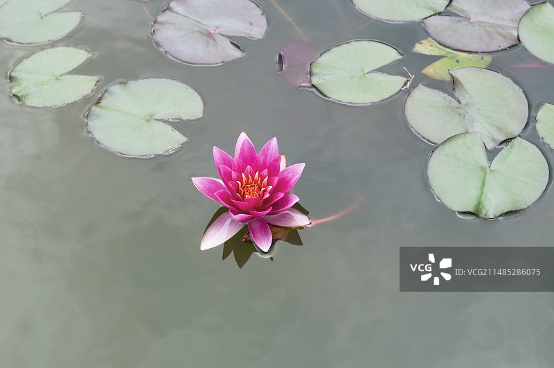 睡莲（Rene Gerard）图片素材