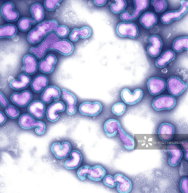 流感病毒颗粒（透射电镜）图片素材