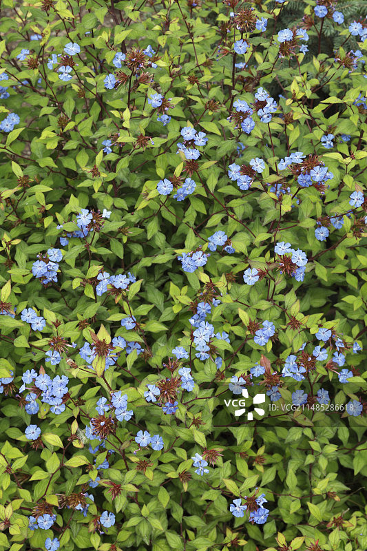 蓝雪花图片素材