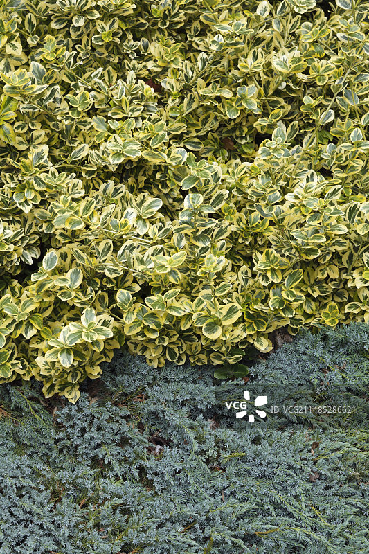 金边黄杨图片素材