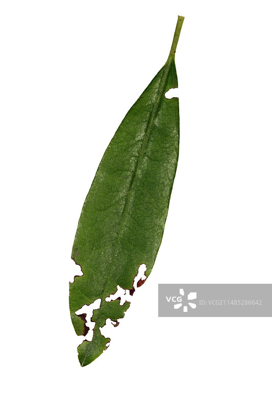 象鼻虫破坏图片素材