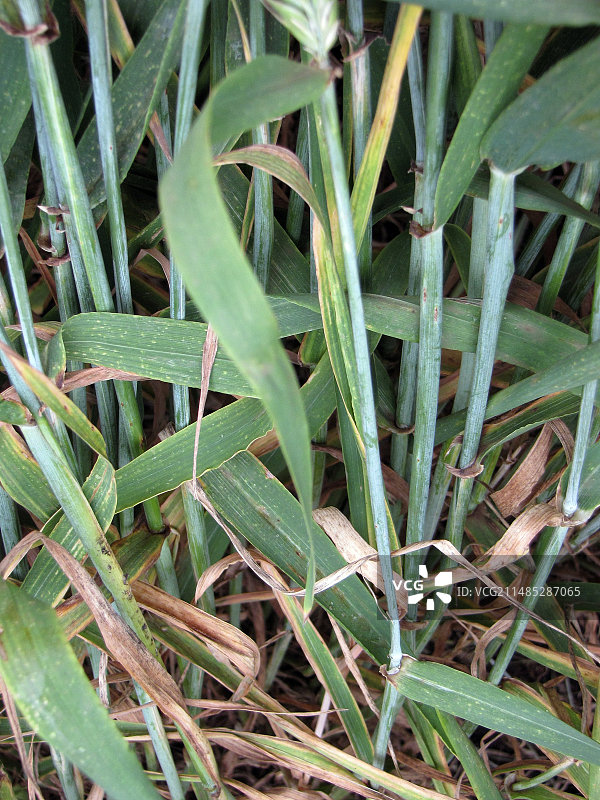 抗锈病大麦植株图片素材