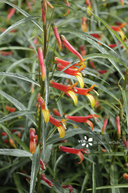 狭叶山梗菜图片素材