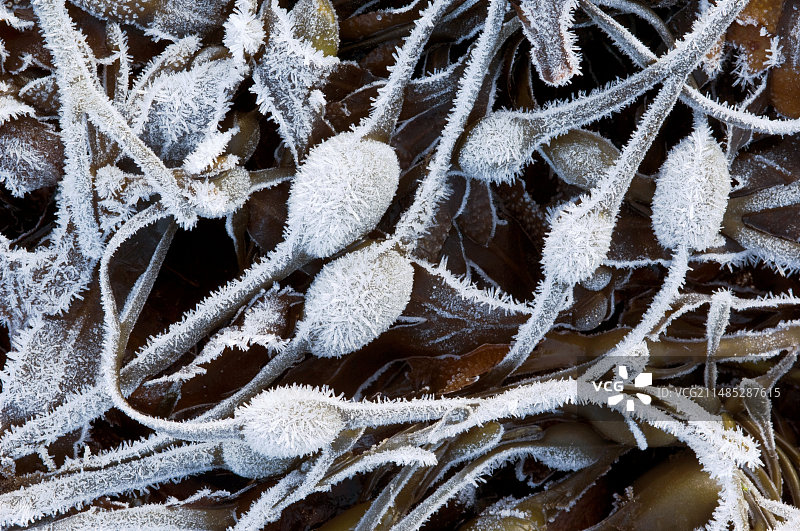 覆盖着雾凇的海藻图片素材
