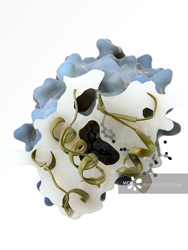 雌激素受体分子模型图片素材