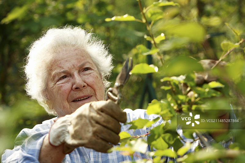 老年妇女在园艺图片素材