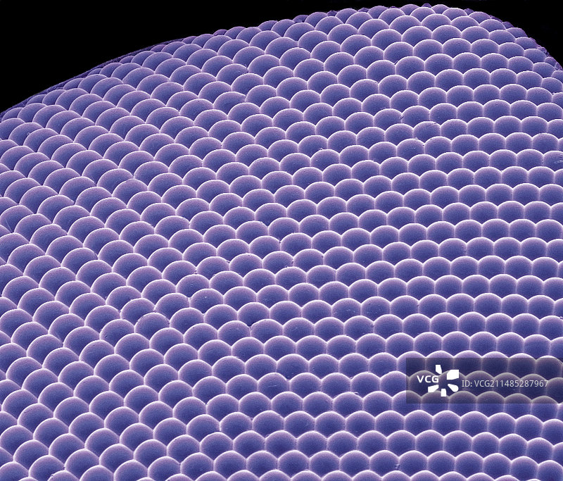 复眼显微图图片素材