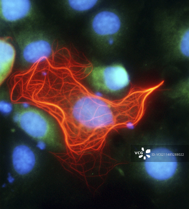 细胞结构荧光显微照片图片素材