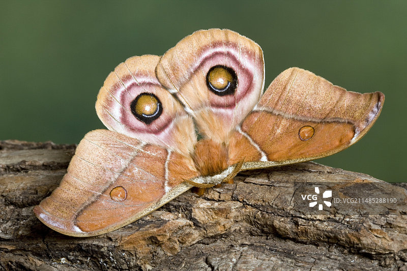 苏拉卡柞蚕图片素材