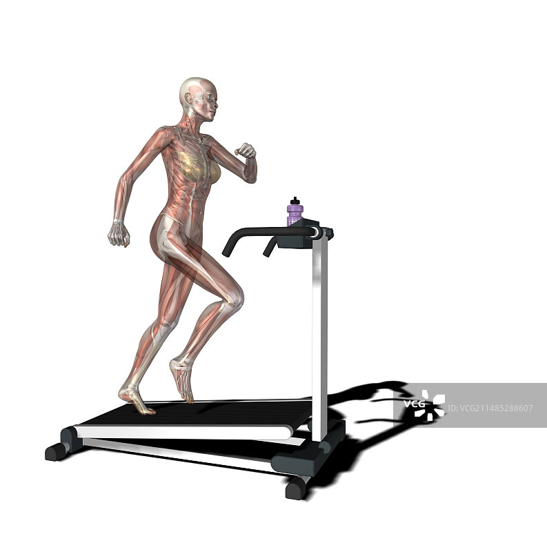 女性肌肉艺术作品图片素材