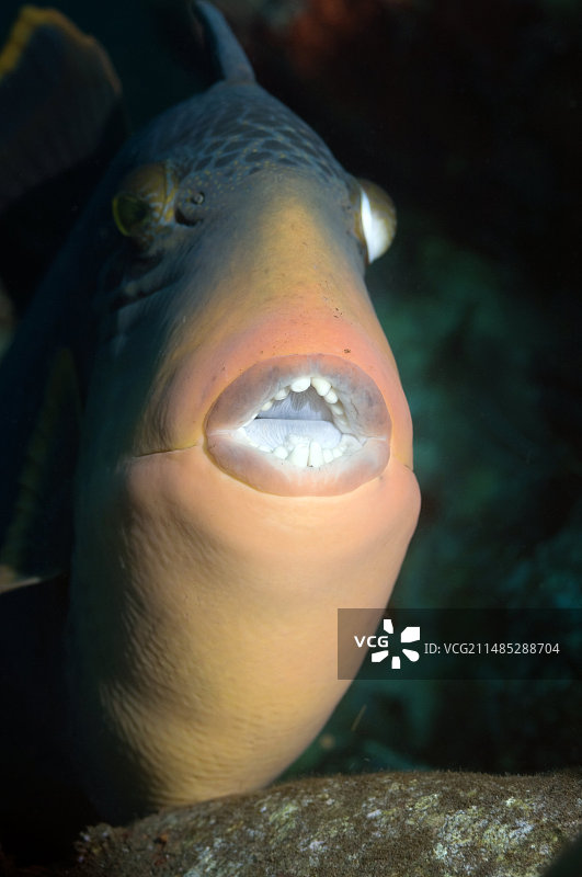 泰坦炮弹鱼图片素材