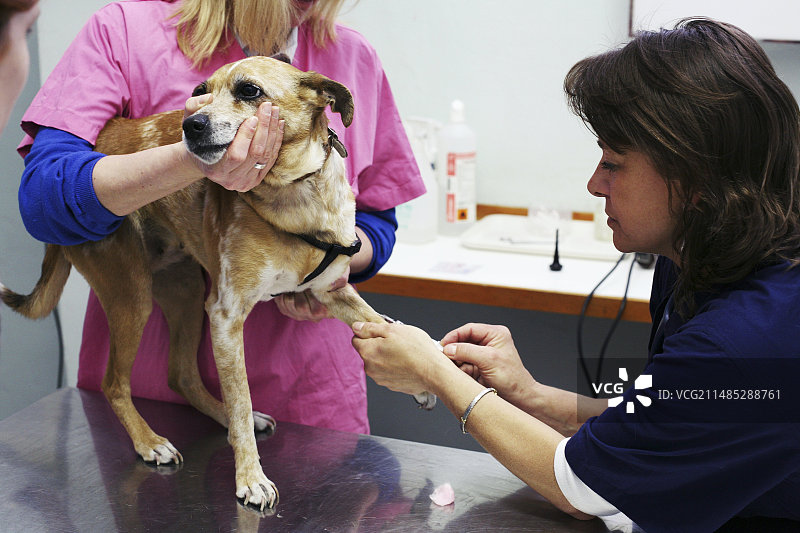 兽医正在治疗狗图片素材