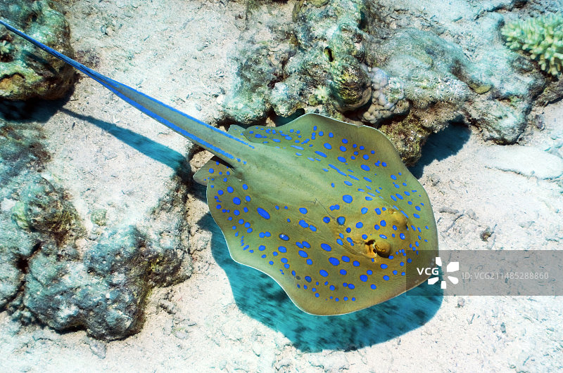 蓝点 ribbon 尾魟图片素材