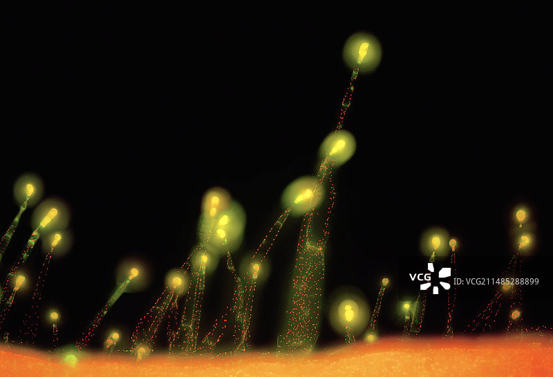 叶毛荧光显微照片图片素材