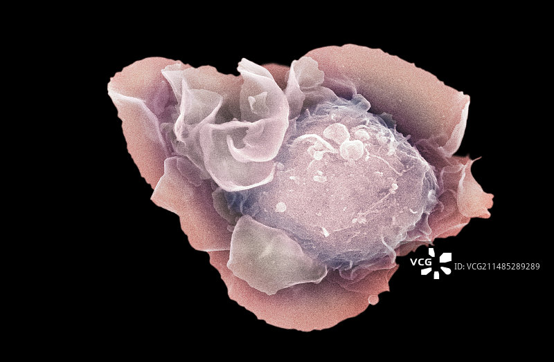 干细胞扫描电镜图图片素材