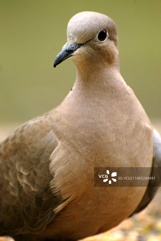 灰斑鸠图片素材