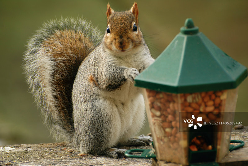 喂食器旁的灰松鼠图片素材